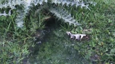 Saf soğuk suyun fışkırdığı bir kaynak.