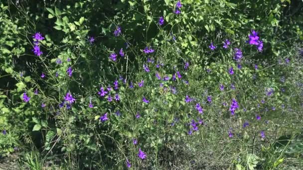 Larkspur de flori albastre — Videoclip de stoc