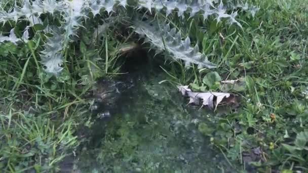 清らかな冷たい水の泉が湧き出す — ストック動画