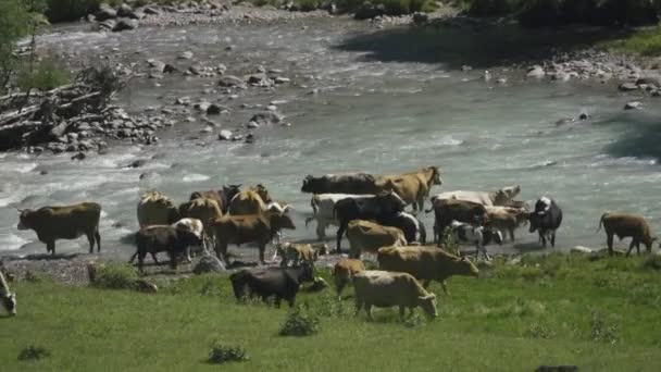 Ένα κοπάδι αγελάδες κατέβηκε στο ποτάμι του βουνού. — Αρχείο Βίντεο