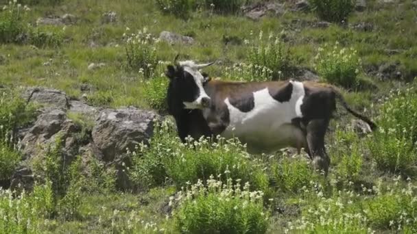 Dağ çayırlarında sığırlar otlar. — Stok video