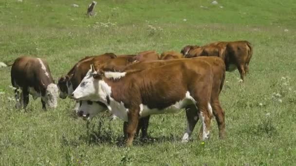 Pastoreo de ganado en prados de montaña — Vídeo de stock