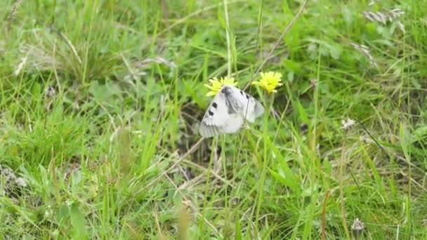 黑羊驼（Parnassius mnemosyne）) — 图库视频影像