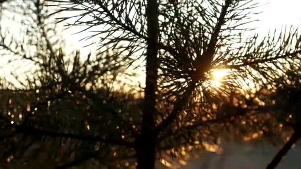 Mañana en el bosque de pinos — Vídeo de stock