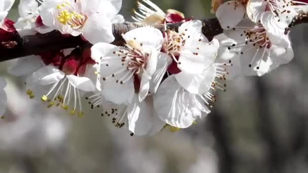 Fleurs de pommier blanc neige — Video
