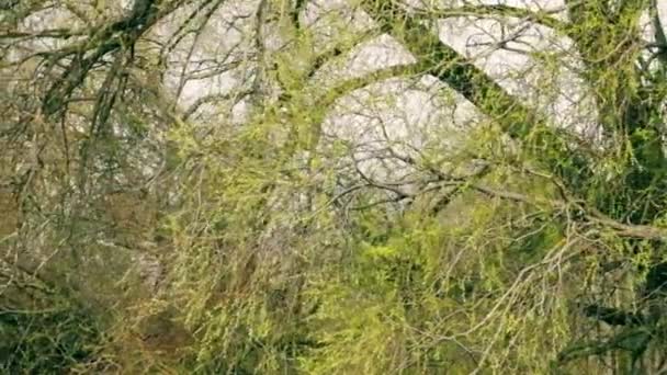 Первая нежная зелень на ветвях старых деревьев — стоковое видео