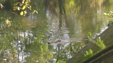 Kanal kıyısında Nutria.
