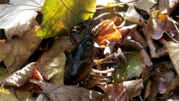 Rivier rivierkreeft zit op de oever in droge bladeren — Stockvideo