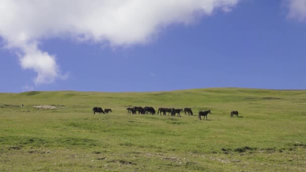 Стадо сытых лошадей на зеленом лугу — стоковое видео