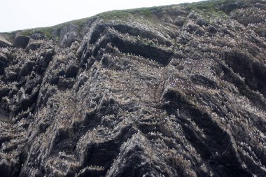 Barents 'ın batı kıyısında, kalın gagalı ve yaygın mırıldanan sayısız rookery deniz 4. Archipelago Novaya Zemlya, Güney Adası