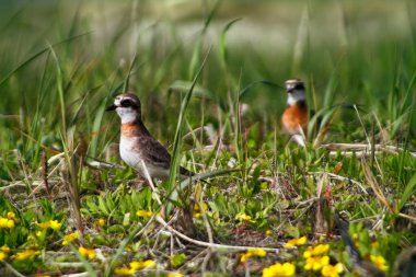 Asya 'nın Kuşları. Sarı çiçekli (erkek tüyleri daha parlak) hoş çayır tarlasında Moğol Plover (Charadrius mongolus))