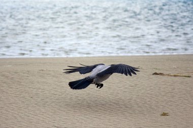 Sahildeki kukuletalı karga. Karga yiyecek topluyor, deniz alçalınca kumsalda ev sahipliği yapıyor.