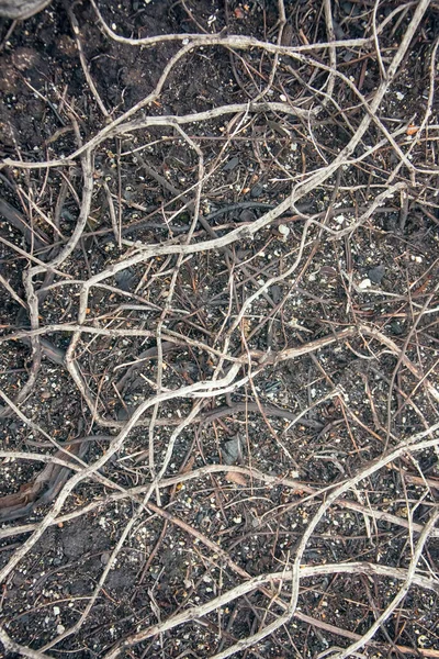 Pflanzensterben Entwaldung Bei Luftverschmutzung Und Bränden Der Waldtundra Starben Krähenbeeren — Stockfoto
