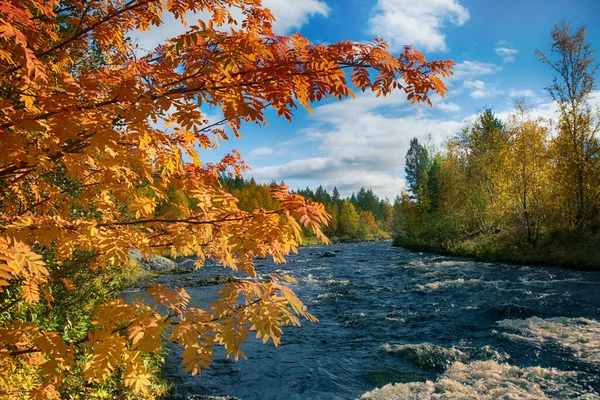 Autumn Orange Leaves Cascade Background — Stock Photo, Image