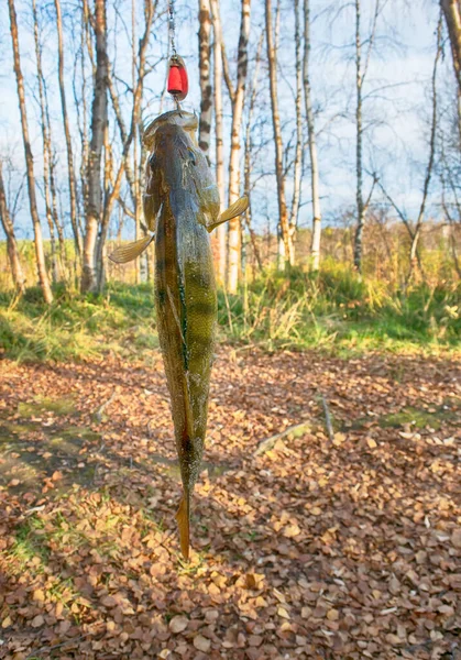 Pesca Outono Apenas Fora Água Grande Poleiro — Fotografia de Stock