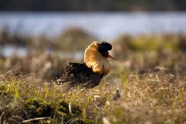 Conducta Apareamiento Ruffs Masculinos Están Estado Auto Publicidad Las Aves —  Fotos de Stock