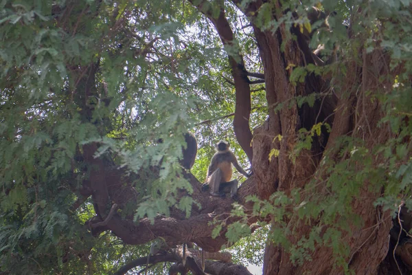 Flying soldiers of monkey God Hanuman 1. Bunch of monkeys (entellus langur, hanuman langur, Presbytis entellus) got the branchy tree