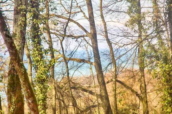 Mar Primavera Brillante Través Árboles Sueño Ver Mar Cerca —  Fotos de Stock