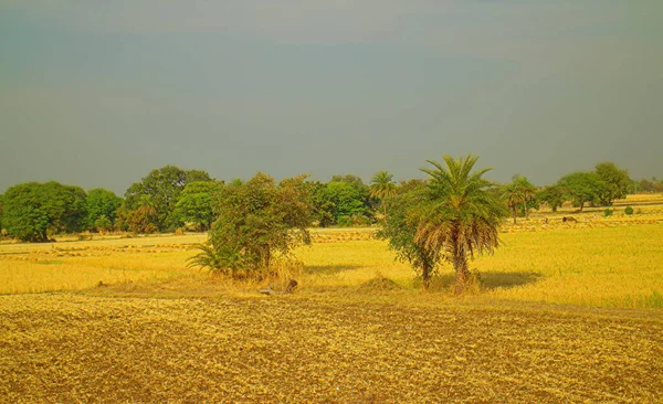 Das Gebiet Distrikt Nagpur Maharashtra Indien Trockene Ausläufer Mit Sträuchern — Stockfoto