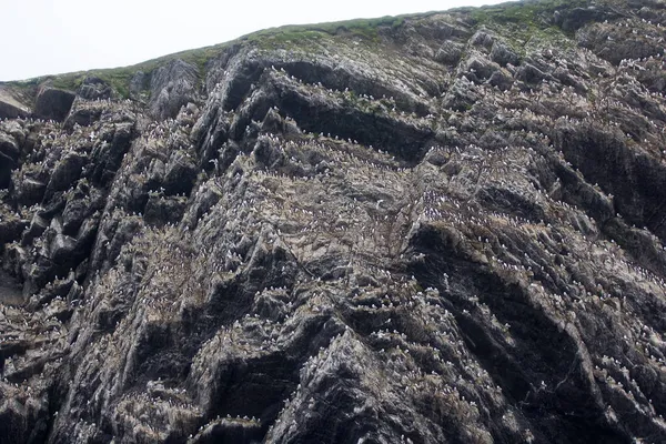 Talrijke Rookkerij Dik Gefactureerde Gemeenschappelijke Murres Westelijke Oever Van Barentszzee — Stockfoto