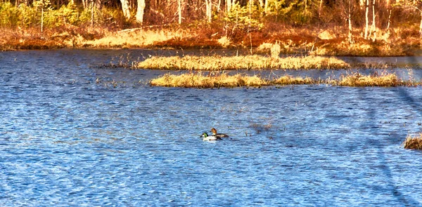 Coppia Garrot Goldeneye Bucephala Calngula Primavera Tramonto — Foto Stock