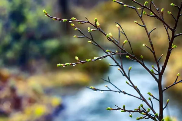Frühling Junge Leuchtend Grüne Blätter Zweigen — Stockfoto