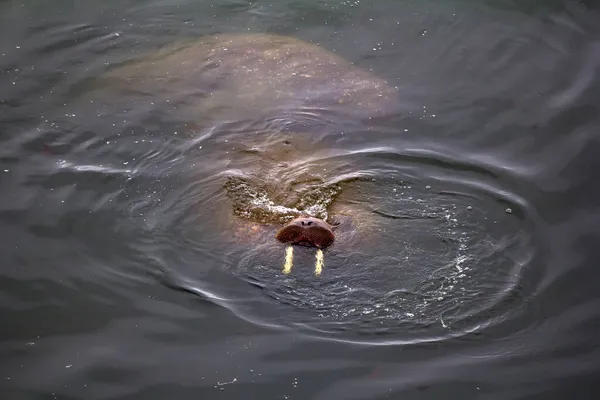 Dva Atlantické Mrože Odobenus Rosmarus Rosmarus Mělké Vodě Pás Vodě — Stock fotografie