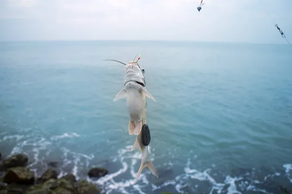 Ψάρεμα Στην Ινδία Ψάρια Των Παρβάτι Πιάστηκαν Σερφάρουν Ανάμεσα Στα — Φωτογραφία Αρχείου