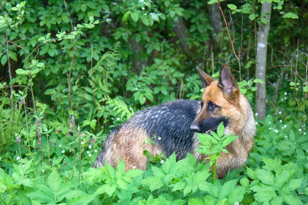 Schäferhund Auf Grünem Gras Park Rund Sommer Grün Schöne Landschaft — Stockfoto