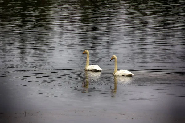 Sample Elegance Pure Beauty Autumn Migrating Whooper Swan Cygnus Cygnus — Stock Photo, Image