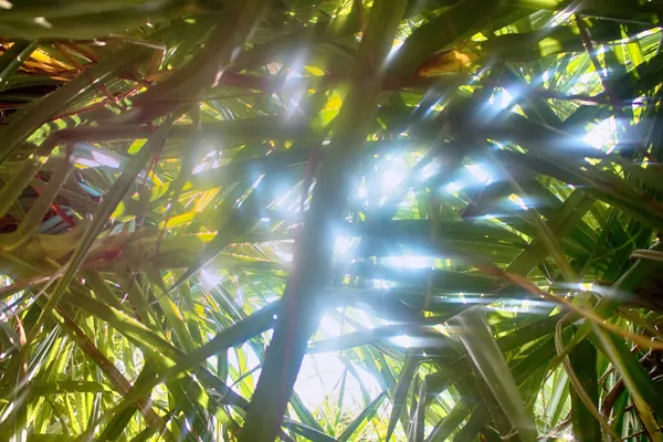 ジャングルの織り 野生のアロエの成長の下で 光を透過する 太陽光線の現れの写真 — ストック写真