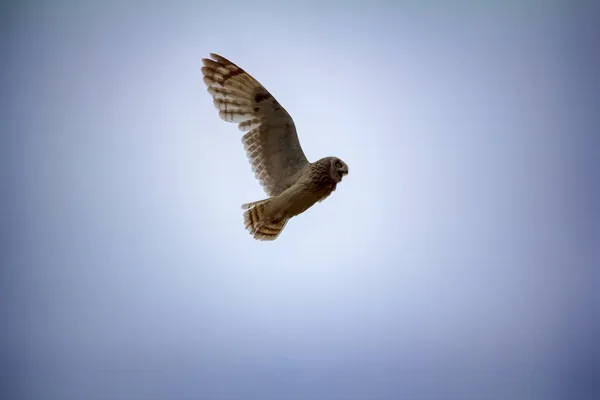 Nattliga Rovfåglar Kortörad Uggla Marshuggla Asio Flammeus Flyger Över Nästet — Stockfoto