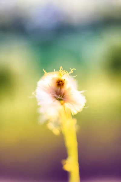 Coltsfoot Glows Rays Sun Summer Bright Warm Background — Stock Photo, Image