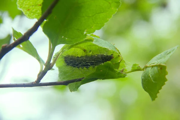 Lymantria Dispar Hernyók Mozognak Erdőben Gyönyörű Kártevő Hernyó Hegyi Erdőben — Stock Fotó