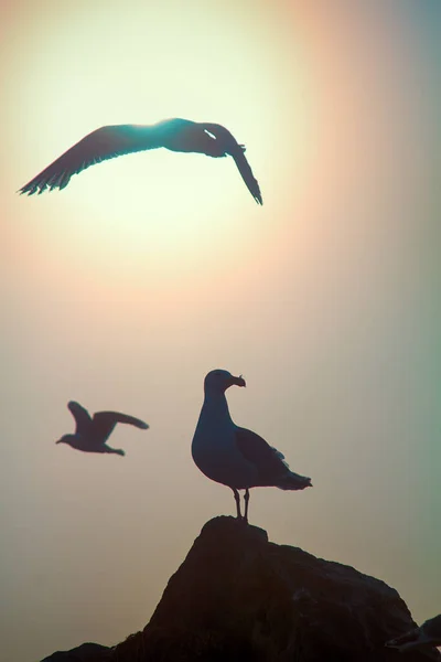 浪漫的图片 飞行的艺术 海鸥在薄雾中与天空相映成趣 梦想之鸟的概念 飞得高 乔纳森 利文斯顿海鸥 理查德 — 图库照片