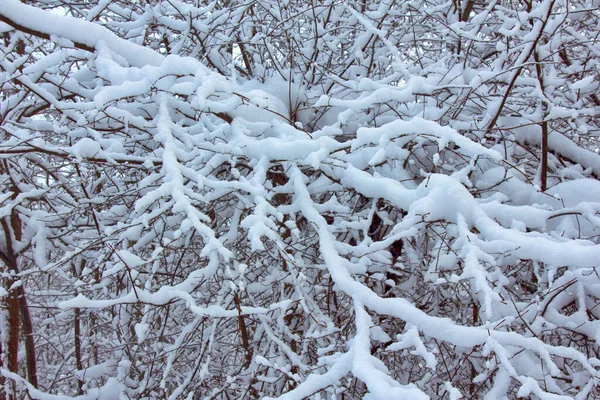 Bosque Tenía Nieve Polvo Heladas Las Ramas Los Árboles Bosque — Foto de Stock