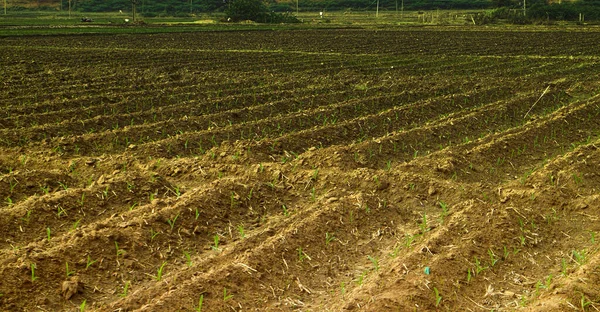 Aziatisch Tropisch Landbouwgebied Van Tuinen Van Jungle Plaats Van Jungle — Stockfoto