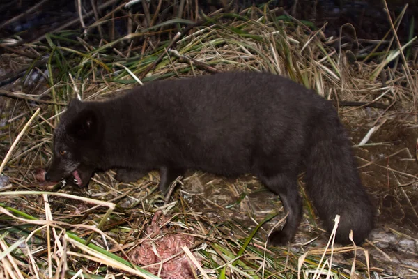 Blue Foxes Alopex Lagopus Semenovi Come Night Devour Carcasses Fur — Stock Photo, Image