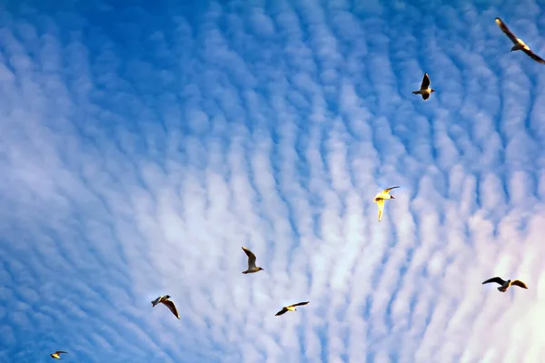 Many Soaring Birds While Blue Sky Enjoying Stunning Fleece Cloud — Stock Photo, Image