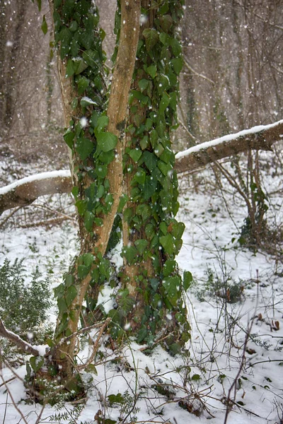 Winter Deciduous Forest Shore Black Sea European Hornbeam Carpinus Betulus — Stock Photo, Image