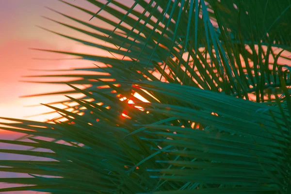Versprechen Himmlischer Ruhe Sonnenuntergang Durch Palmenblätter Indischen Ozean Tropische Reise — Stockfoto