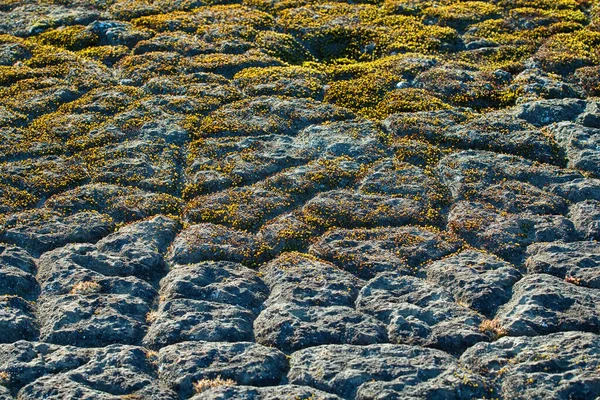 世界上大多数北方植物 网状植被 在细结构网状多角形基板上 法国国土约瑟夫 北极多边形沙漠 北极土壤的多边形 — 图库照片