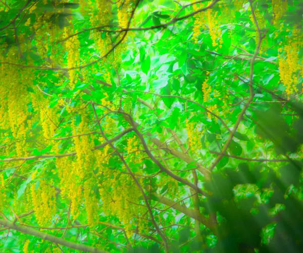 Lente Achtergrond Groene Bloeiende Boom Gele Bloemen Zon — Stockfoto