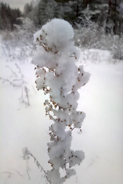 Piante Nella Neve Bellezza Semplice Della Natura Inverno Dopo Una — Foto Stock