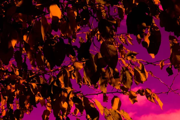 秋天森林的黄叶上有一个阳光明媚的冬日的影子 亚热带多刺的爬行灌木 迷人的秋日落日的色调 — 图库照片