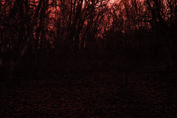 Crépuscule Dans Forêt Hiver Crépuscule Lève Obscurité Forêt Ciel Rouge — Photo