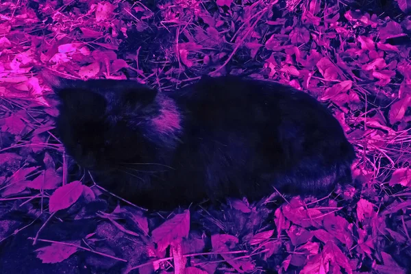 Gato Negro Con Una Marca Blanca Encuentra Follaje Seco Otoño — Foto de Stock