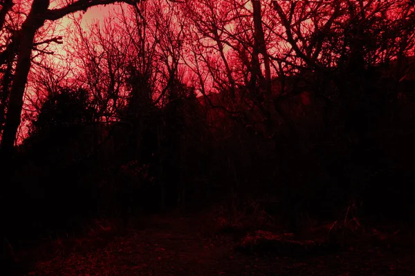 Twilight Winter Forest Twilight Gathering Dark Path Ravine Red Sunset — Stock Photo, Image