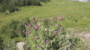 asanthus bristlethistle (Carduus acanthoides)