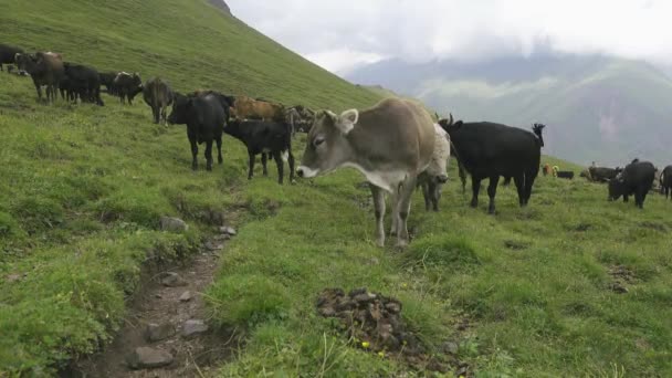 Un rebaño de ganado en pastos de montaña — Vídeo de stock